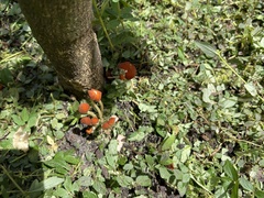 Hygrocybe minutula