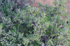 Pelargonium alternans