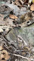 Eremnophila aureonotata