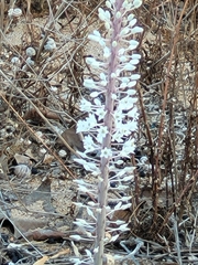 Drimia maritima
