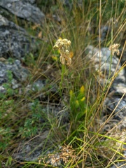 Allium marschalianum