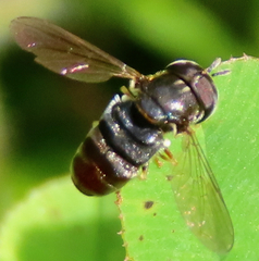 Paragus