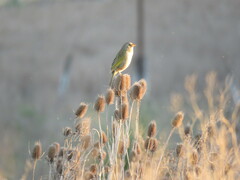 Embernagra platensis