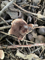 Hydnellum concrescens