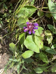 Prunella grandiflora