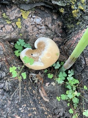 Cryptoporus volvatus