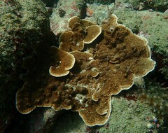 Montipora