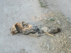 Lycalopex gymnocercus