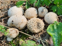 Lycoperdon marginatum