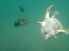 Apalone spinifera atra