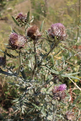 Cirsium eriophorum