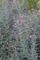 Lobostemon glaucophyllus