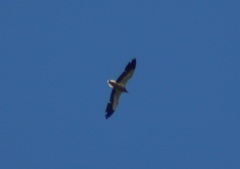 Neophron percnopterus