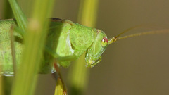 Phaneroptera falcata