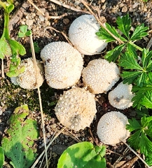Lycoperdon marginatum