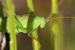 Phaneroptera falcata