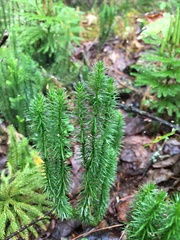 Lycopodiaceae
