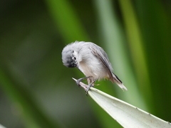 Polioptila nigriceps