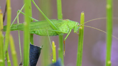 Phaneroptera falcata