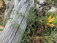 Genista albida