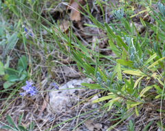 Lavandula