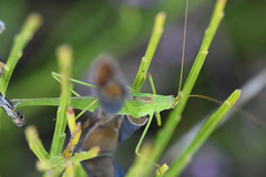 Phaneroptera falcata