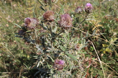 Cirsium eriophorum