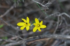 Moraea demissa