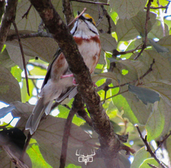 Vireolanius melitophrys