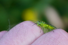 Rhogogaster viridis