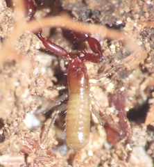 Pseudoscorpiones