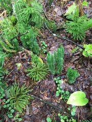 Lycopodiaceae