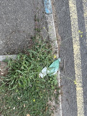 Diplotaxis tenuifolia