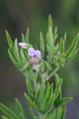 Pelargonium scabrum