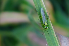 Rhogogaster viridis