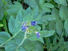 Polemonium