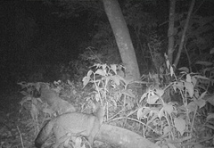 Lycalopex gymnocercus