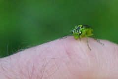 Rhogogaster viridis
