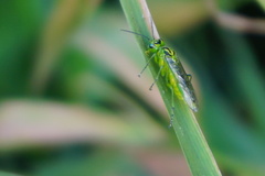 Rhogogaster viridis