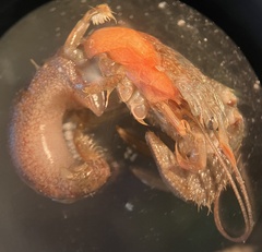 Pagurus pollicaris