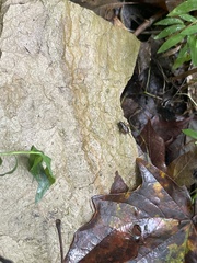 Eunemobius carolinus