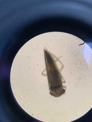 Cicadellidae