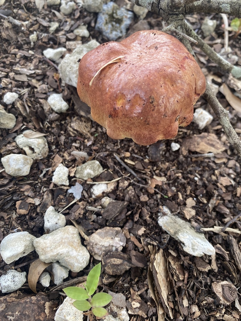 Redmouth Bolete from Cypress View Way, Tampa, FL, US on September 05