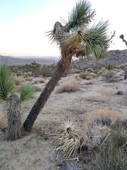 Yucca brevifolia