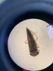 Cicadellidae