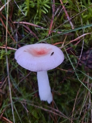 Russula betularum