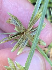 Cyperus flavescens