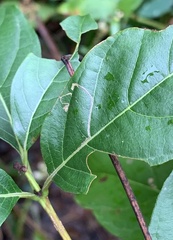 Mompha solomoni
