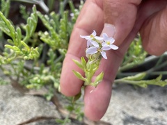 Cakile maritima