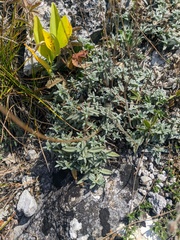 Cerastium biebersteinii